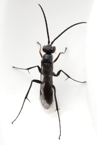 Auplopus carbonarius